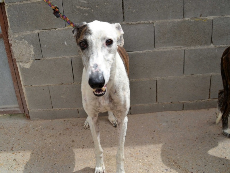 CURRO, galgo bringé et blanc 7 ans Adopté Dsc_0291