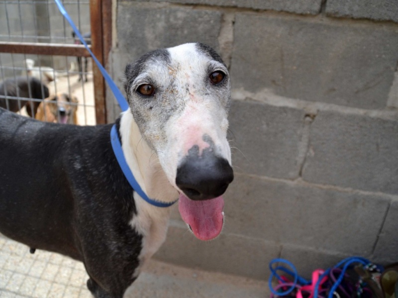 Ligera galga blanche et noire, 4 ans Scooby France Adoptée  Dsc_0299