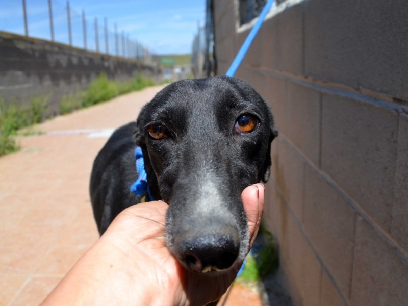 Pegaso, galgo noir.Scooby France Adopté Dsc_0368
