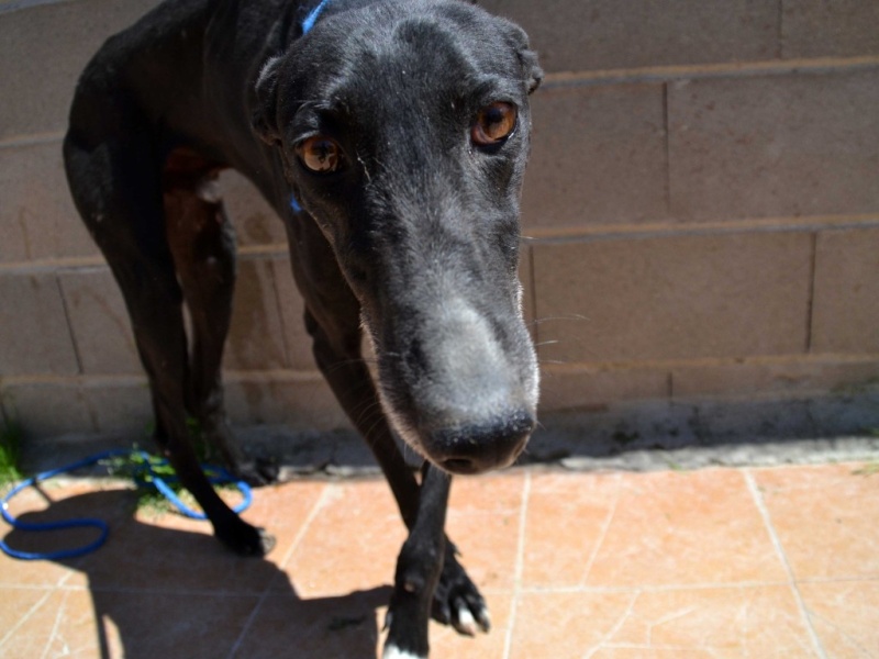 Pegaso, galgo noir.Scooby France Adopté Dsc_0370
