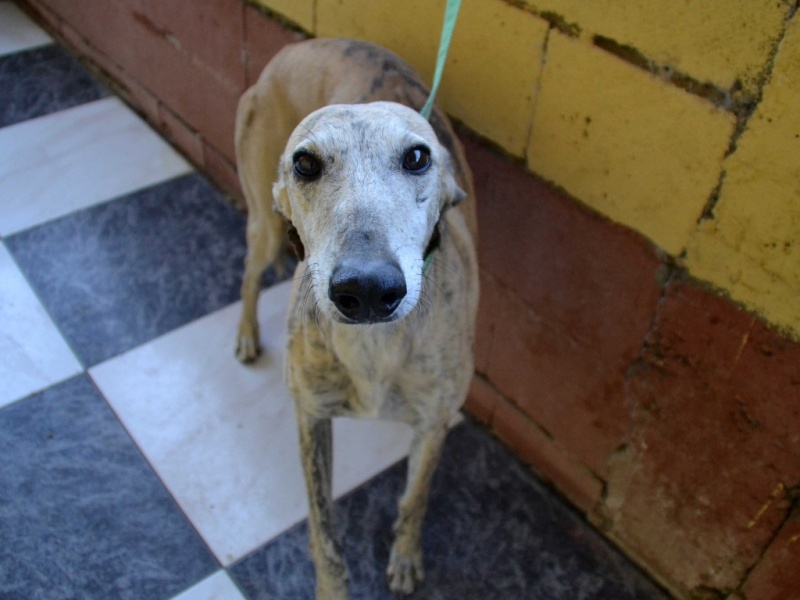 Campeon galgo bringé clair à l'adoption "Scooby France" Adopté Dsc_0646