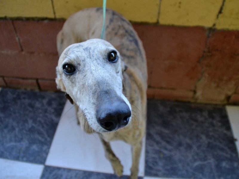 Campeon galgo bringé clair à l'adoption "Scooby France" Adopté Dsc_0647