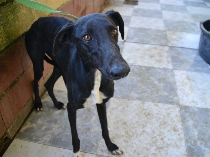 Chamaco galgo noir, plastron blanc Adopté Dsc_0932
