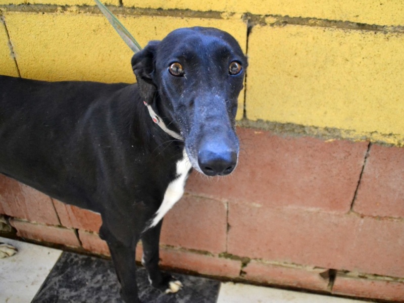 Penita, galgo noir petite taille Scooby France Adopté  Dsc_1011