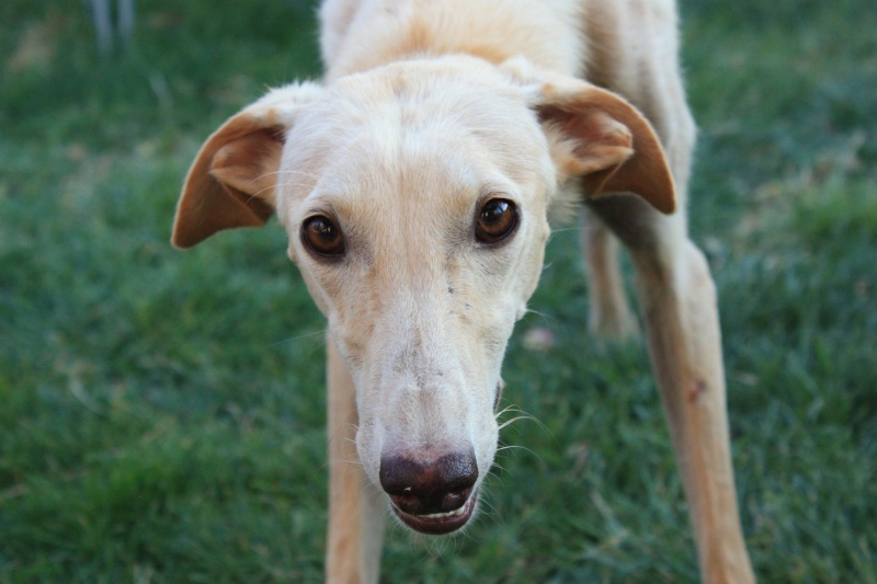 Daisy chiot galga à l'adoption "Scooby France"  Adoptée  - Page 17 Img_0031