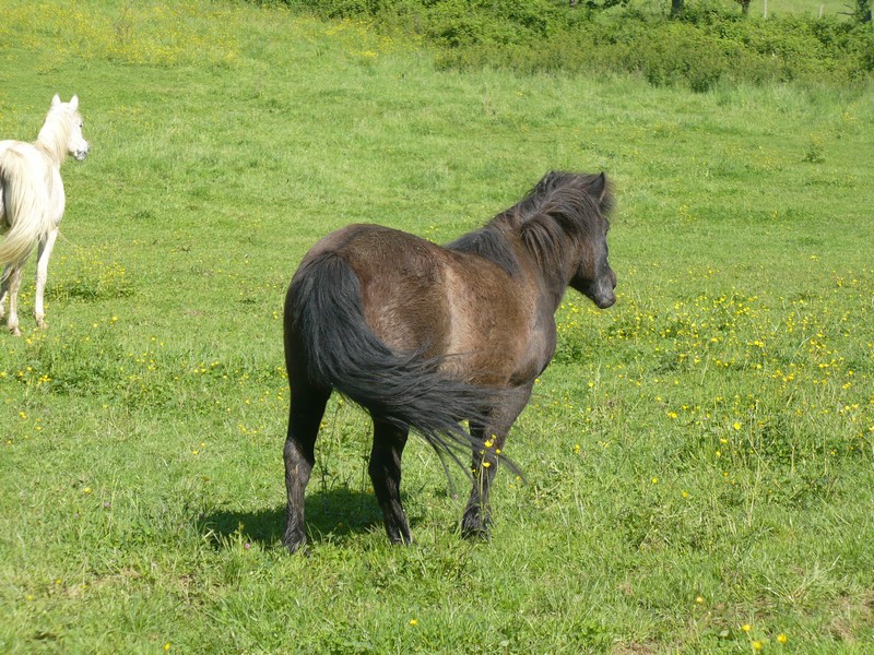 KERCY - ONC poney née en 1992 - adoptée en novembre 2013 par Sarah Visite47
