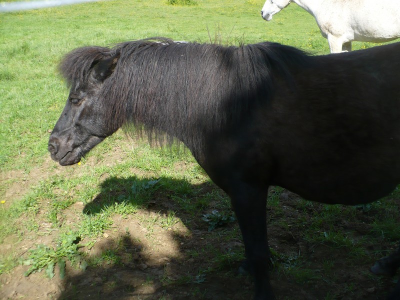 KERCY - ONC poney née en 1992 - adoptée en novembre 2013 par Sarah Visite48
