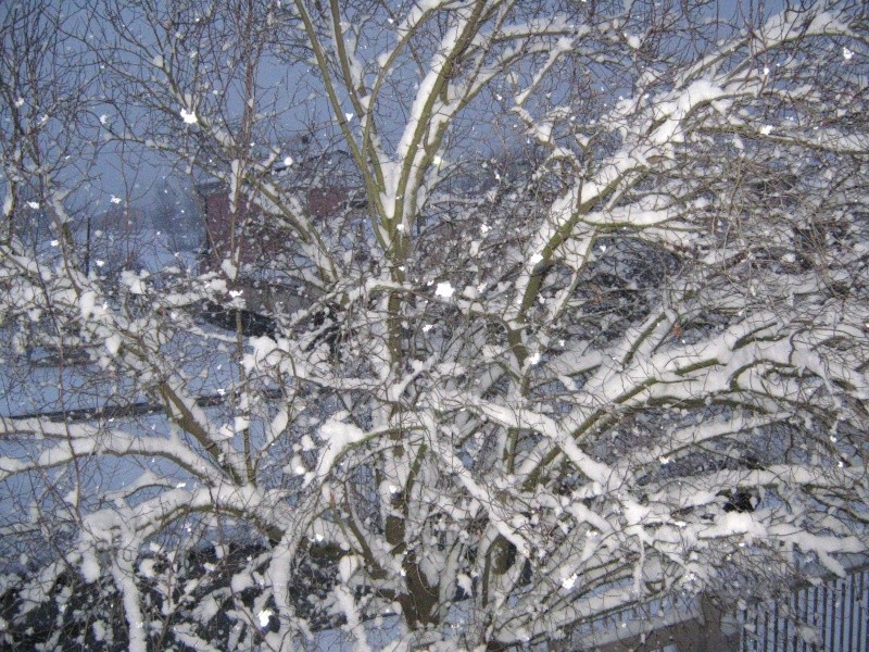 padova neve 19 dicembre 2009 Img_1214