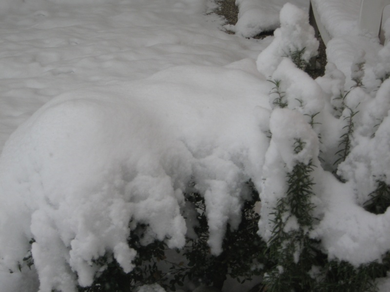 padova neve 19 dicembre 2009 Img_1223