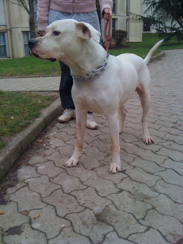 VULCANO - dogue argentin mâle 6 ans - LOF (77) CM Img_1012