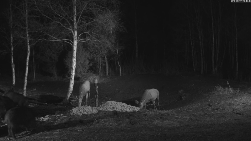 Red Deer Cam (Saarema Island)  - Page 22 Vlcsna30