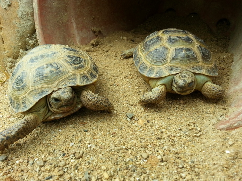 Tortue des steppes "gonflée" Img_2011