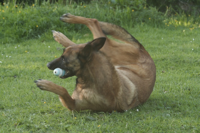 Laïka - Concours Photo "Votre Chien et le jeu" Malou011