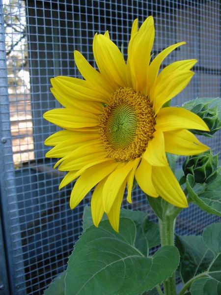New sunflower 13th_d10