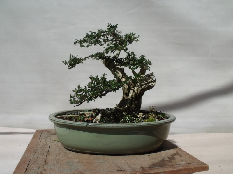 Dragon Bonsai 26th of April with guest artist Peter Evans Dscf7034