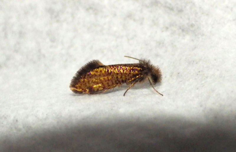 Eriocrania sp (micro) Imgp1710