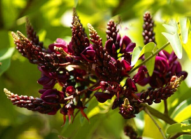 Wisteria Millettia satsuma  74925210