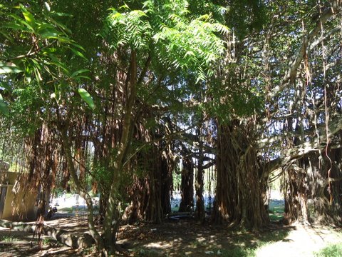 Ficus benghalensis (auteur : Olbius) Dsc00312