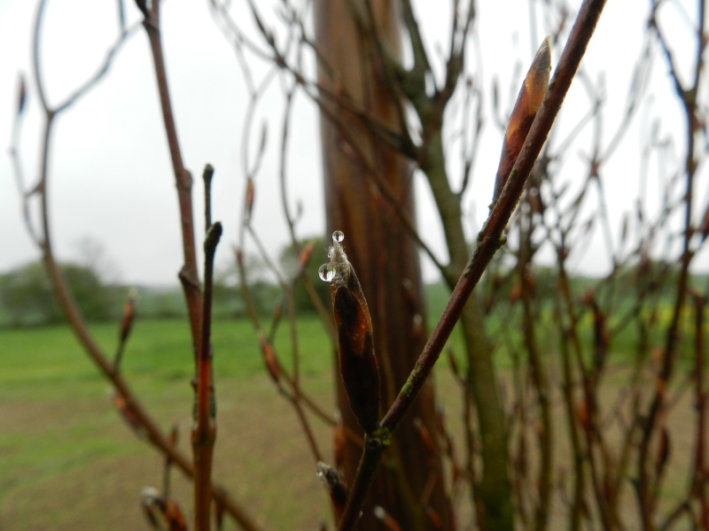 Samedi 2 mai 2015, magnifiques gouttes de pluie qui perlent sur les bourgeons Vauvyr56