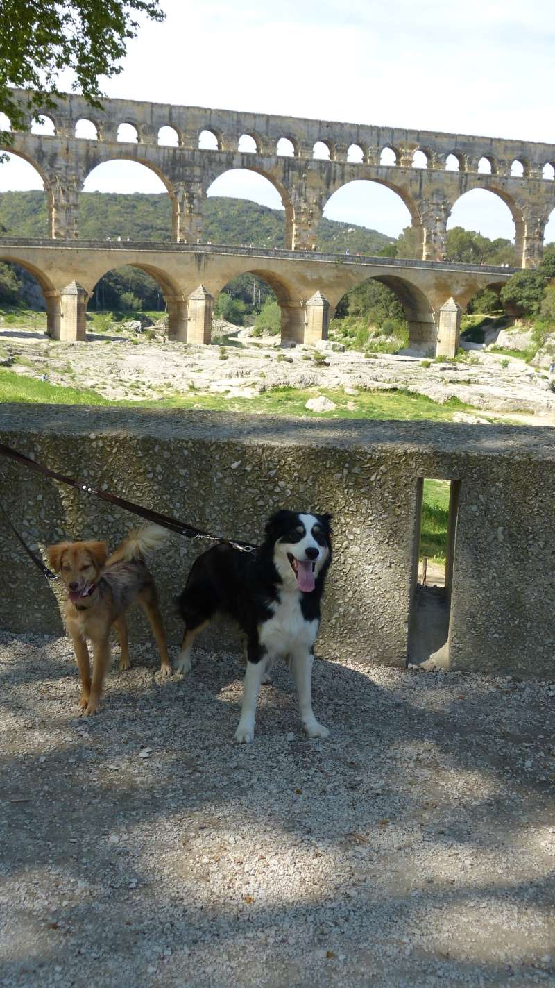 WOLFY, chiot femelle x berger australien née env avril 2014 (Pascani) - adoptée par Bronca (63) - Page 9 P1120820