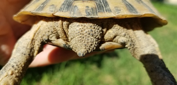 Identification  Tortue13