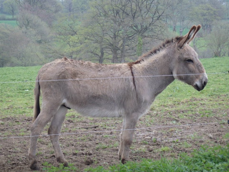 BOURIQUET - ONC âne né en 2009 - adopté en août 2017 par Marie Bouriq11