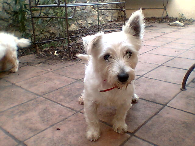 petite femelle westie 4 ans (34) Westie10