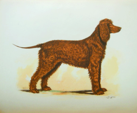 Les Retrievers et leur dressage... Bonvou11