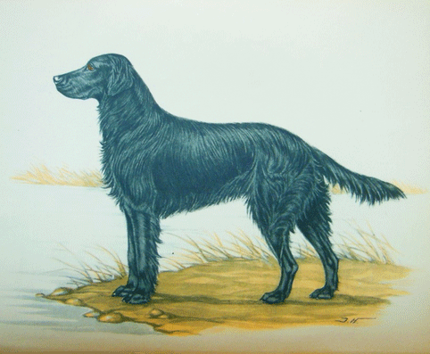 Les Retrievers et leur dressage... Bonvou13