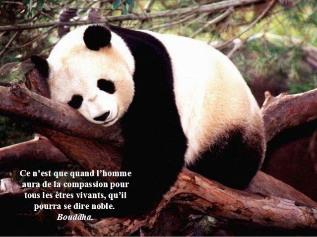 La citation du jour - Page 24 Cit510