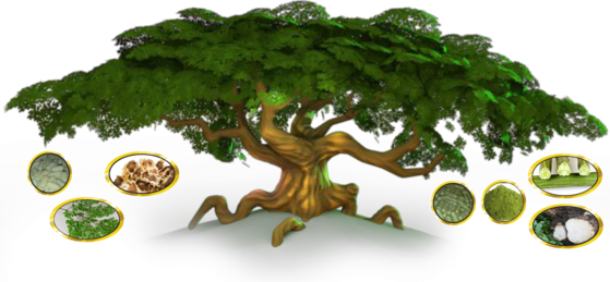Der Baum des Lebens, Der Moringa Baum Baum_p11