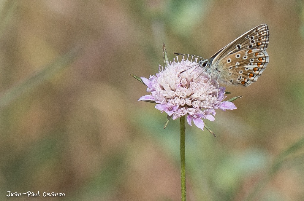 Sortie Anniversaire Toulon - Photos des 5èmes Rencontres Macro du Sud (2015) - Page 2 110