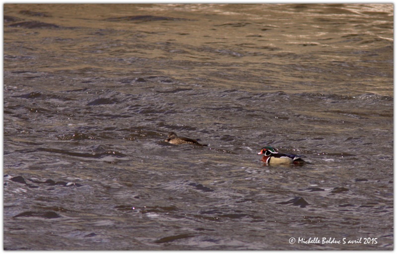 Couple de canards branchus ! 1-img_12