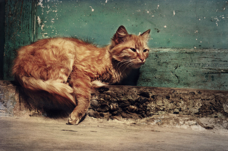 Images ANIMALES trouvés par Foudre Céleste. 515