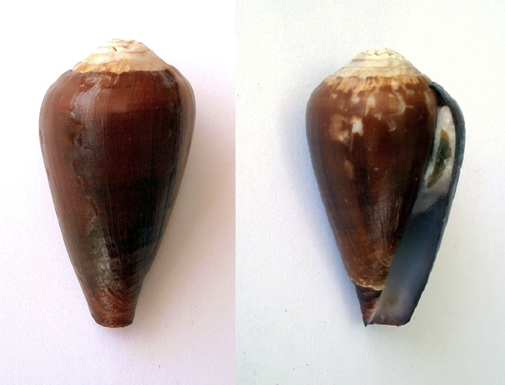 Conus (Lautoconus) dorotheae  Monnier & Limpalaër, 2010 Pict0023