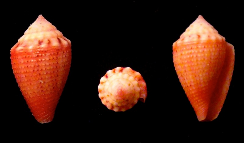 Conus (Pionoconus) metcalfii   Reeve, 1843 - Juvéniles Rolani10