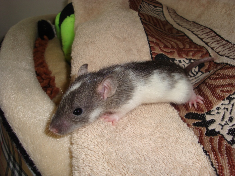 Agouti et ... agouti ? Dsc01840