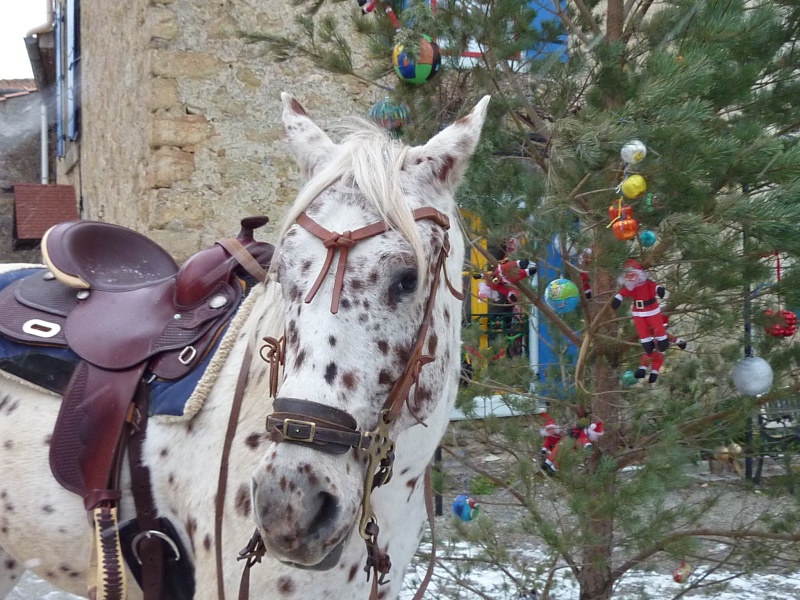 CONCOURS PHOTOS: Les chevaux et Noël...Venez voter... P1000011