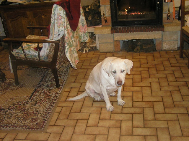 Perle,Labrador femelle,10 ans,venez a son secours! Perle110