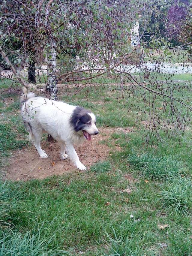 GROSSE URGENCE pour POTHER Montagne des Pyrnes Mle - EUTHANASIE DANS 15 JOURS (79) Pother39