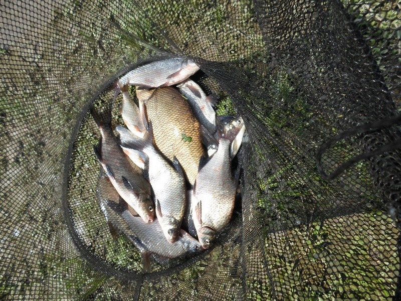 pêche feeder en Sèvre Rezéenne le 23/04/2015 Sam_0155