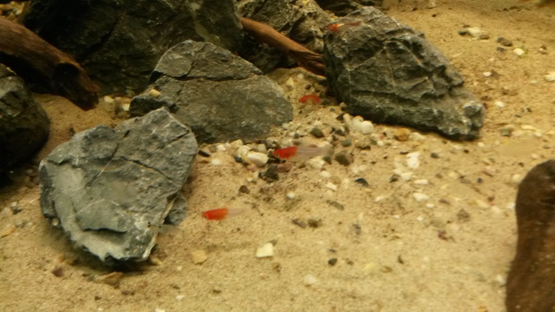 cherax irian jaya - Page 2 20150514