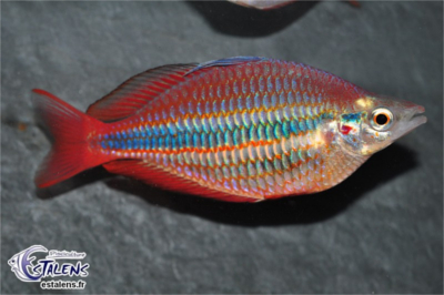Melanotania trifasciata (Arc-en-ciel en diamant) Melano10
