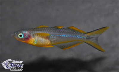 Pseudomugil furcatus (l’arc-en-ciel à la queue fourchue) Pseudo11