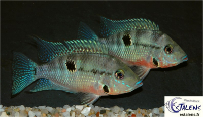 Thorichthys meeki ( Meeki ) Thoric10