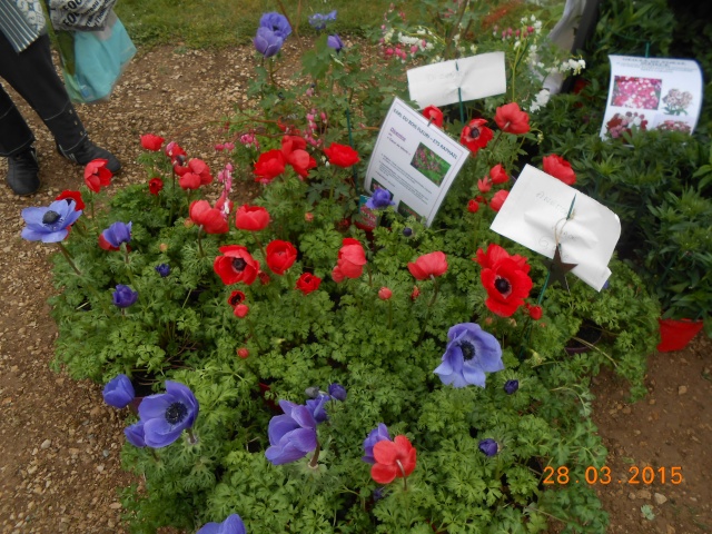 Foire aux plantes rares  - Page 2 2015-088