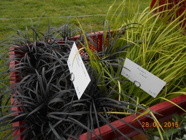 Foire aux plantes rares  - Page 2 2015-097