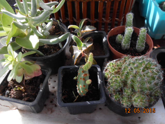 fleurs de cactus et  Aizoaceae au fil des saisons (I)  - Page 21 2015-609