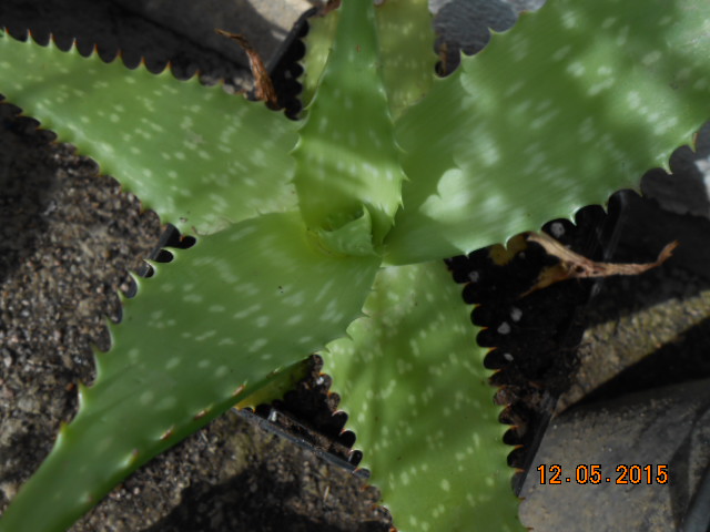 fleurs de cactus et  Aizoaceae au fil des saisons (I)  - Page 21 2015-610