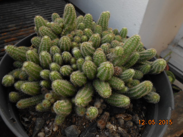 fleurs de cactus et  Aizoaceae au fil des saisons (I)  - Page 21 2015-611